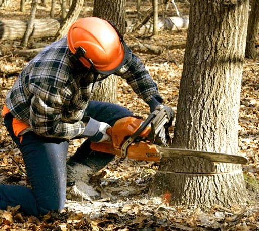 Tree Removal in Nunez, GA